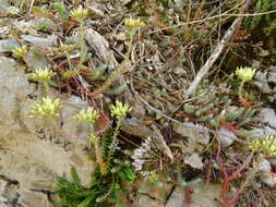 Слика од Petrosedum ochroleucum (Chaix) Niederle