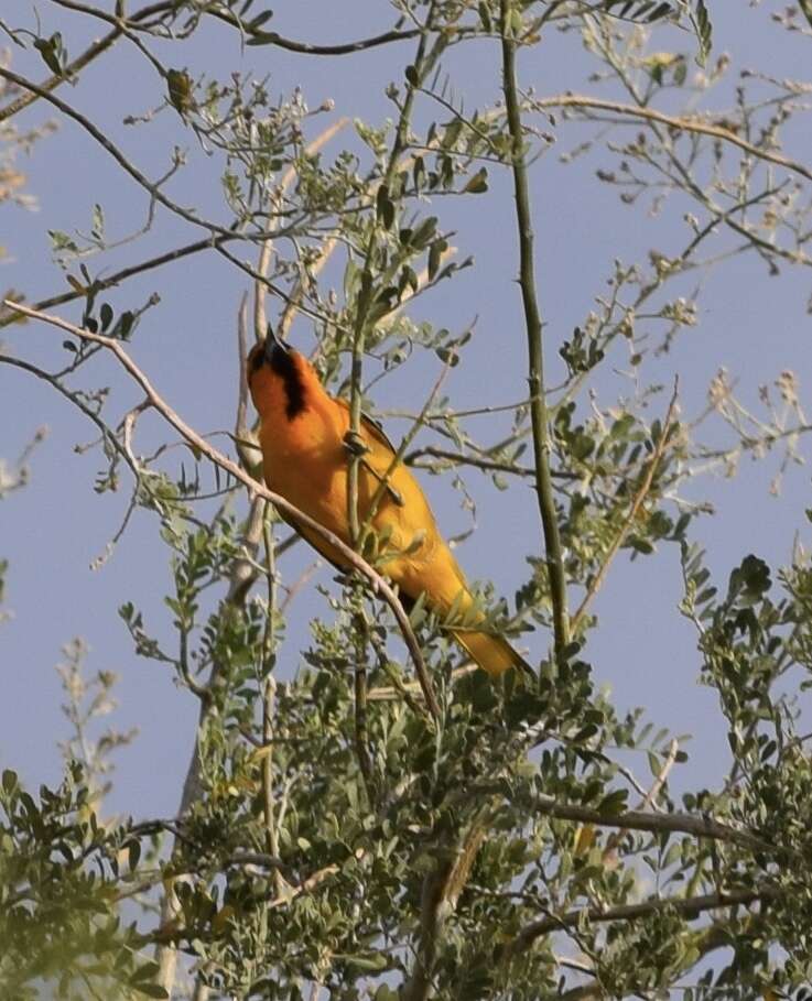 Image de Oriole de Bullock