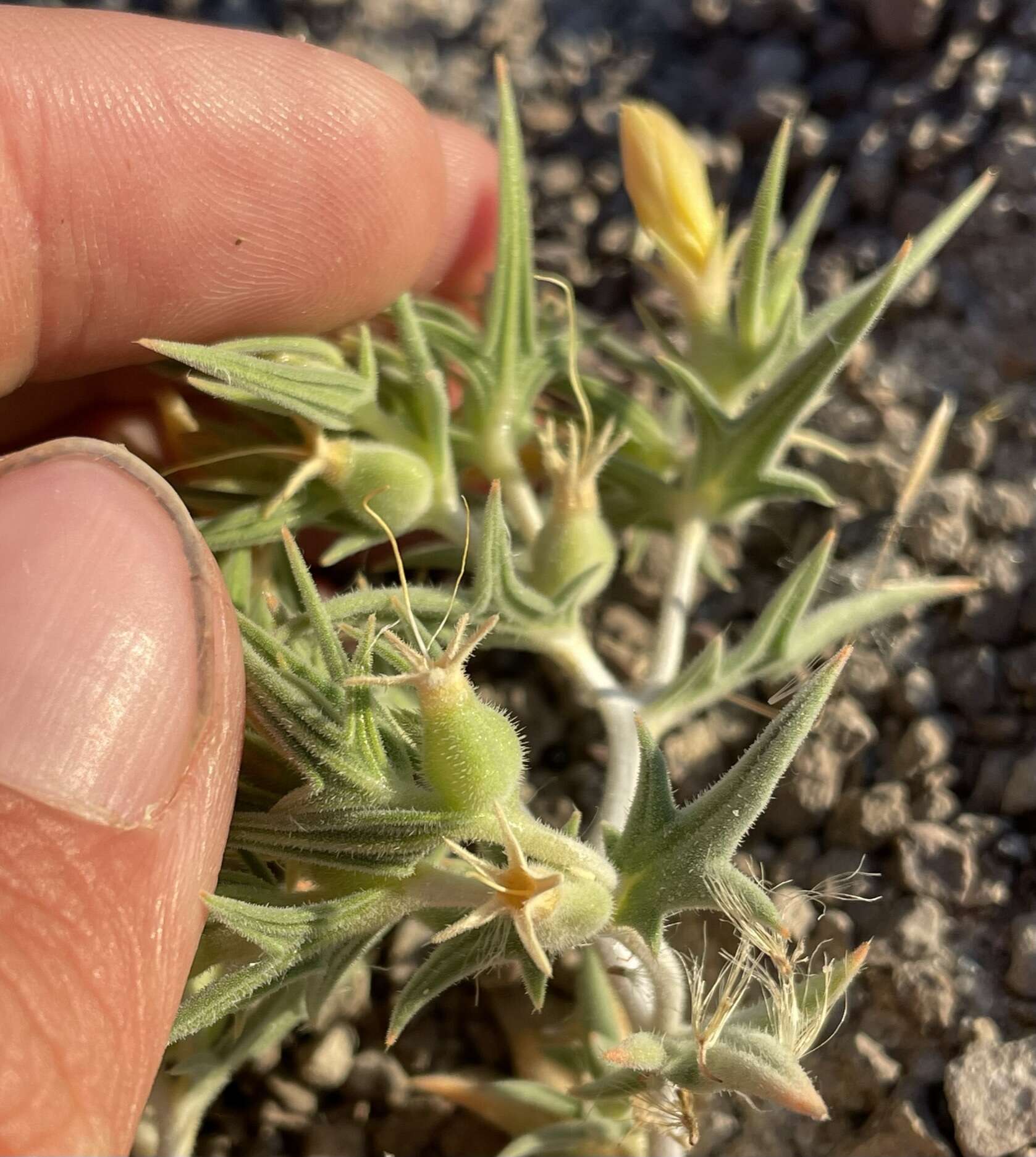 Image of Torrey's blazingstar