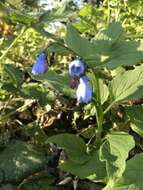 Imagem de Mertensia platyphylla A. A. Heller