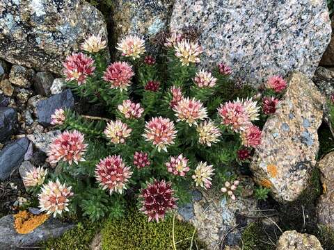 Image of Rhodiola algida (Ledeb.) Fisch. & C. A. Mey.