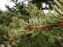 Image of blue spruce