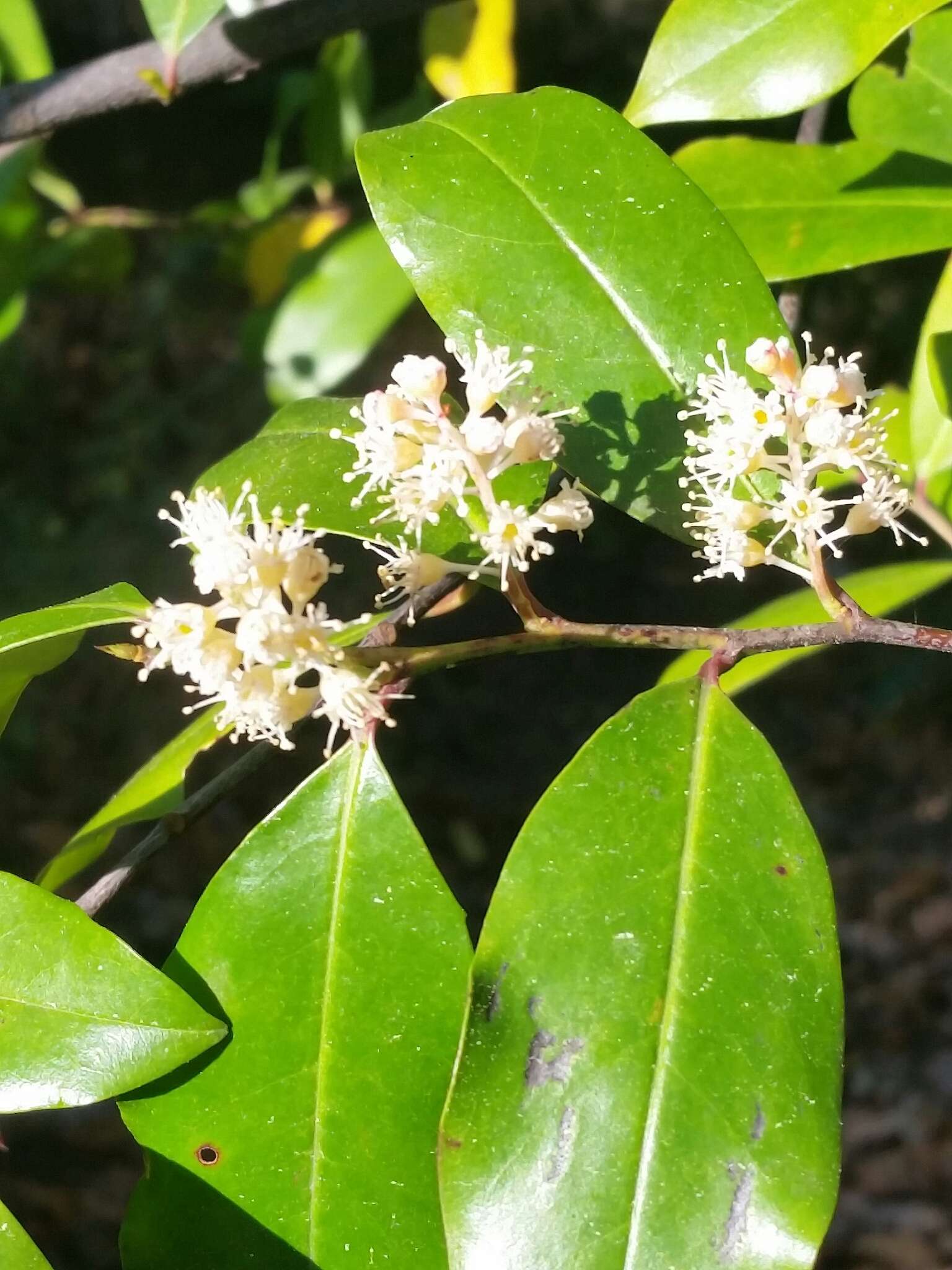 Prunus caroliniana (Mill.) Ait. resmi