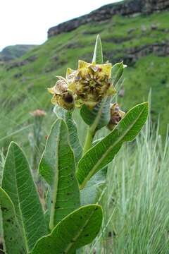 Image of Pachycarpus plicatus N. E. Br.