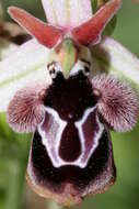 Слика од Ophrys reinholdii subsp. reinholdii