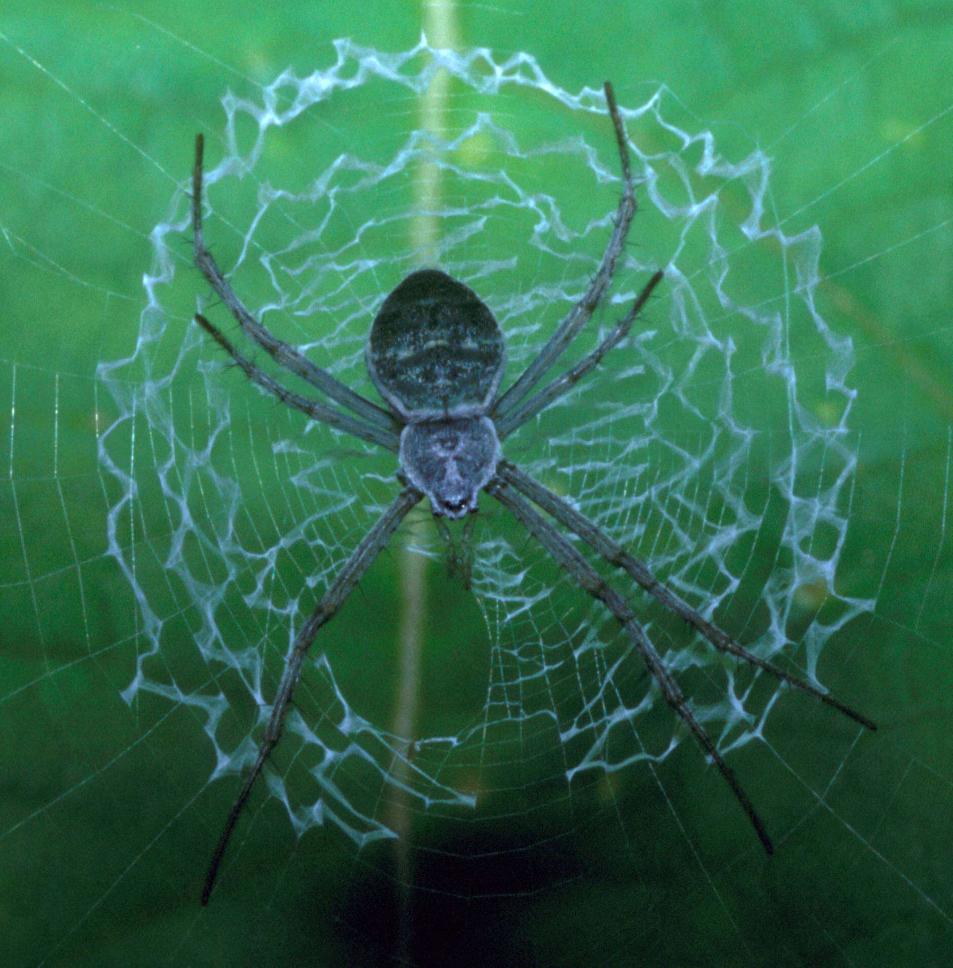 Image of Argiope chloreis Thorell 1877