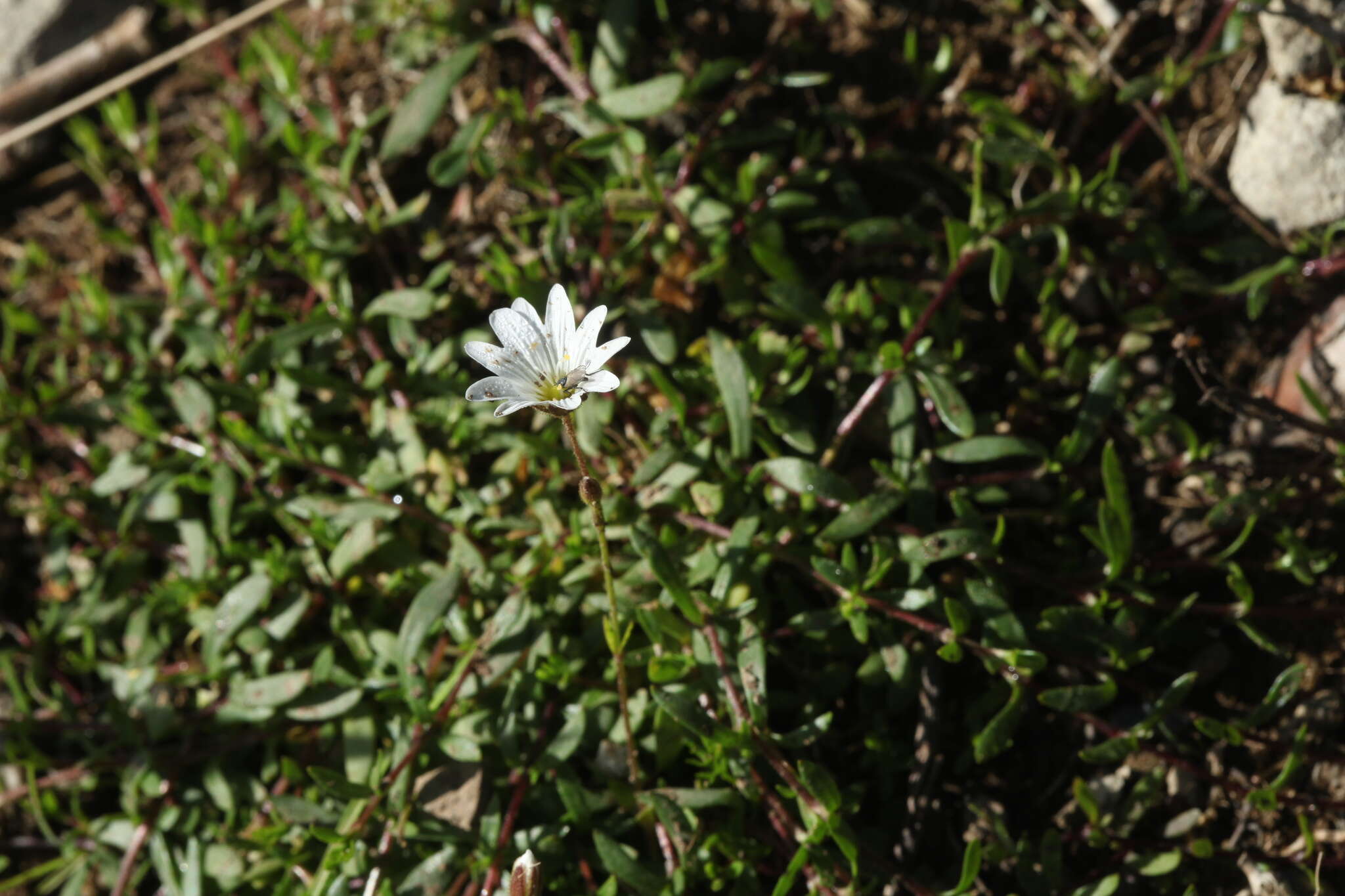 Plancia ëd Cerastium cerastoides (L.) Britton