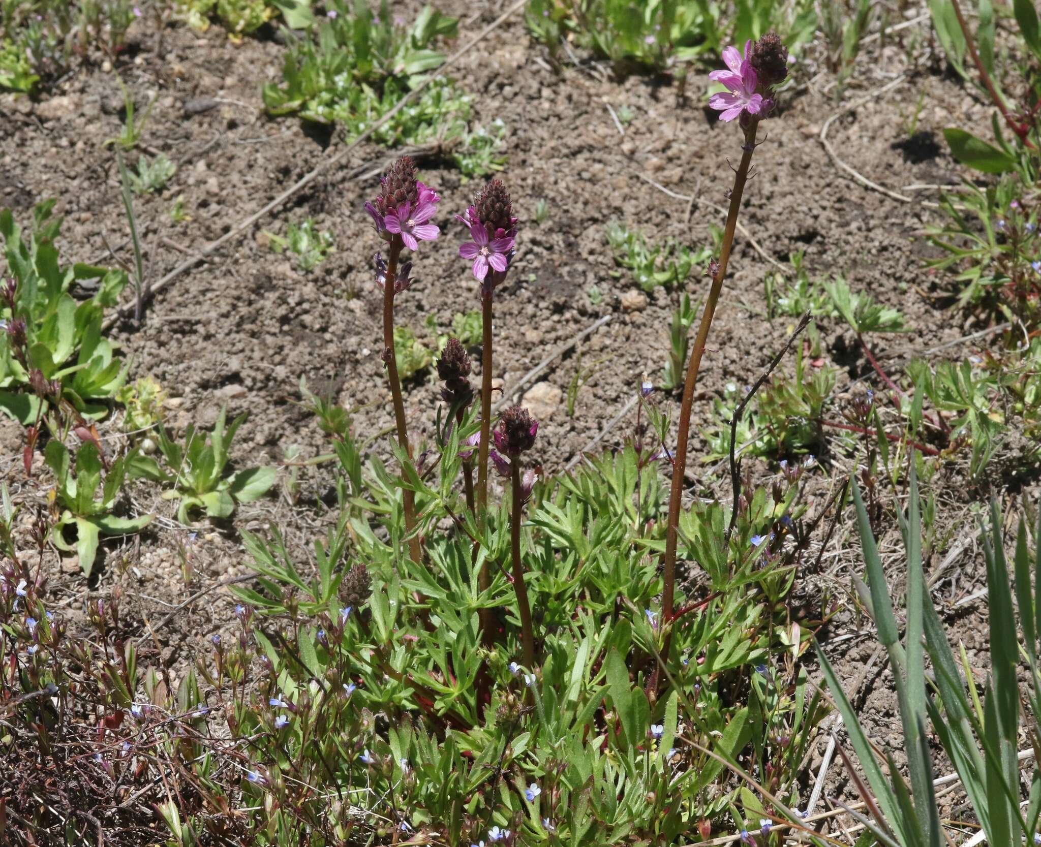 Image of birdfoot checkerbloom