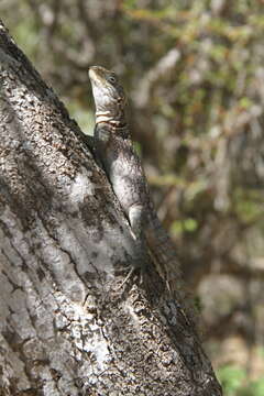 Image of Merrem's Madagascar Swift