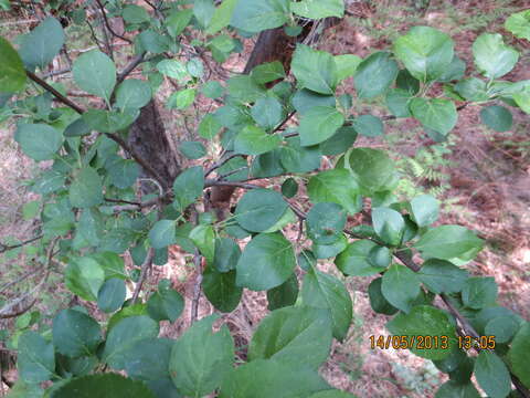 Plancia ëd Malus sylvestris subsp. orientalis (Uglitzk.) Browicz