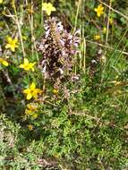 Clinopodium fasciculatum (Benth.) Govaerts的圖片