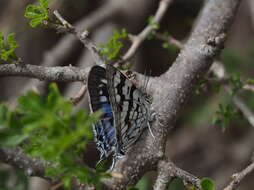 Image de Stugeta bowkeri bowkeri