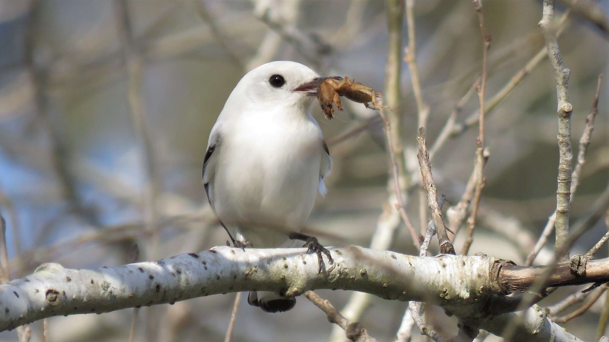 Image of White Monjita