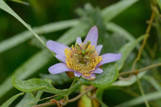 Слика од Passiflora bicornis Mill.