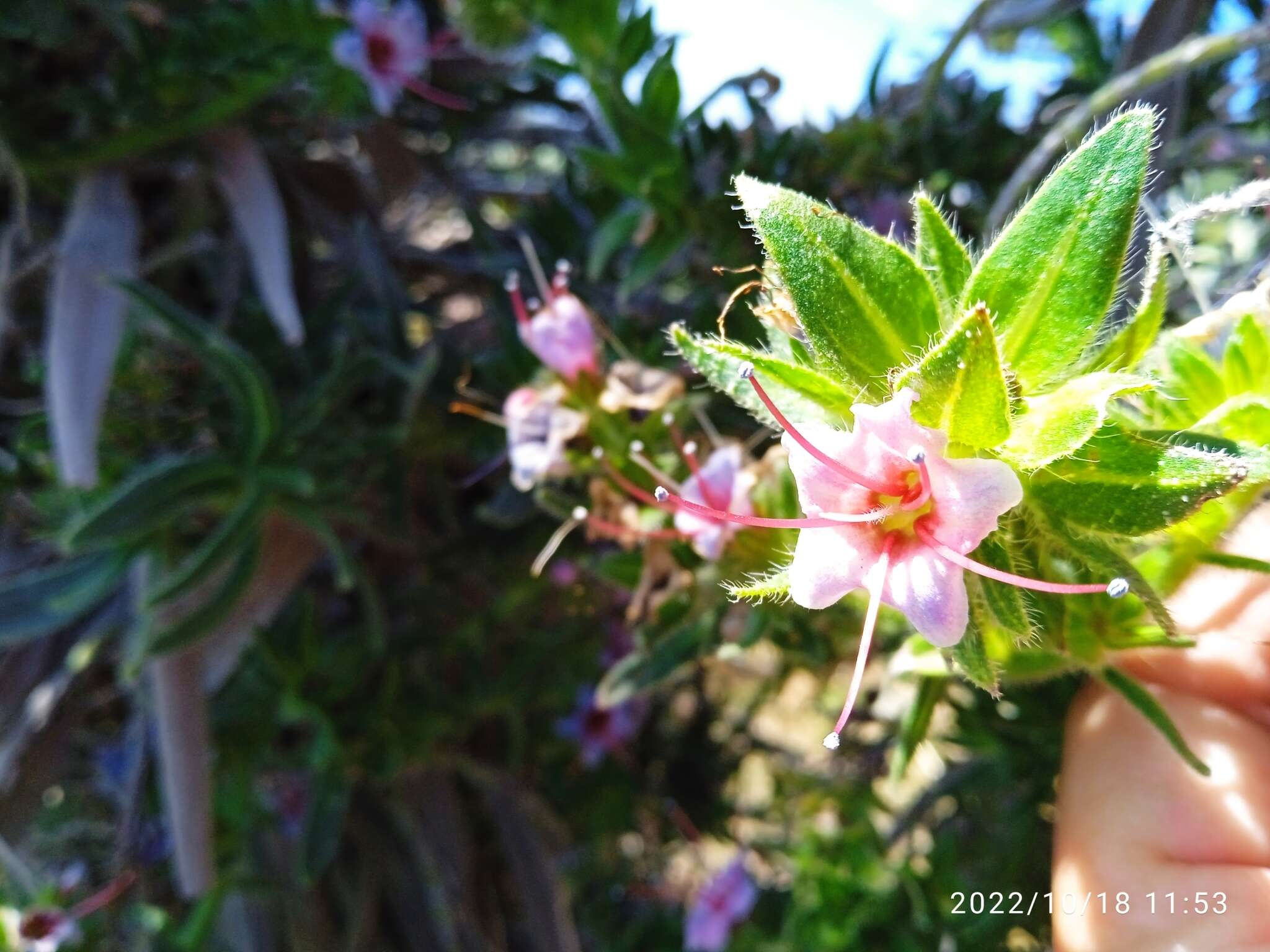 Image of <i>Echium perezii</i> Sprague