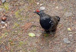 Image de Canachites canadensis franklinii (Douglas 1829)