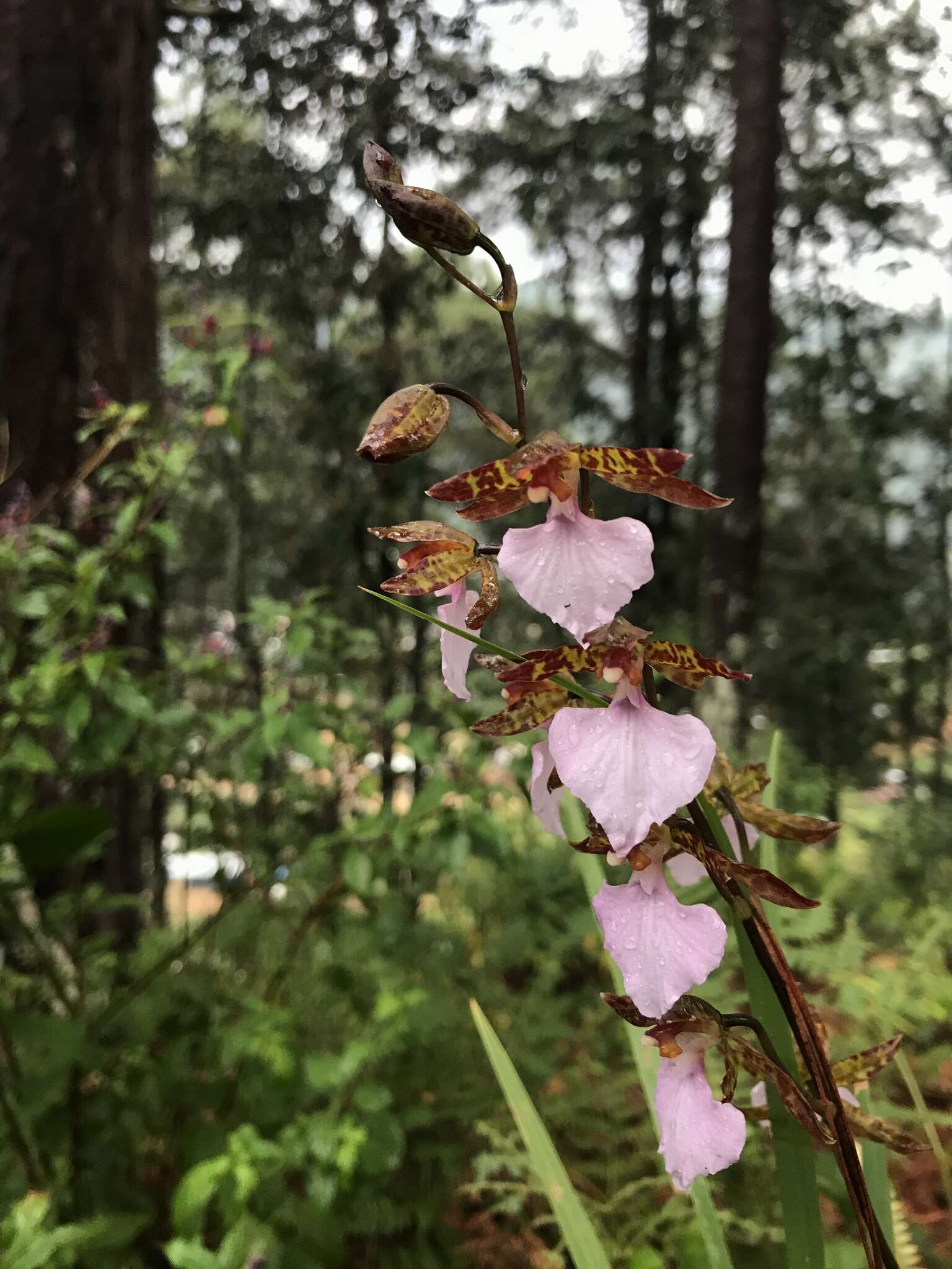 Imagem de Rhynchostele bictoniensis (Bateman) Soto Arenas & Salazar