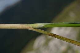 Image of Stipa pennata subsp. pennata