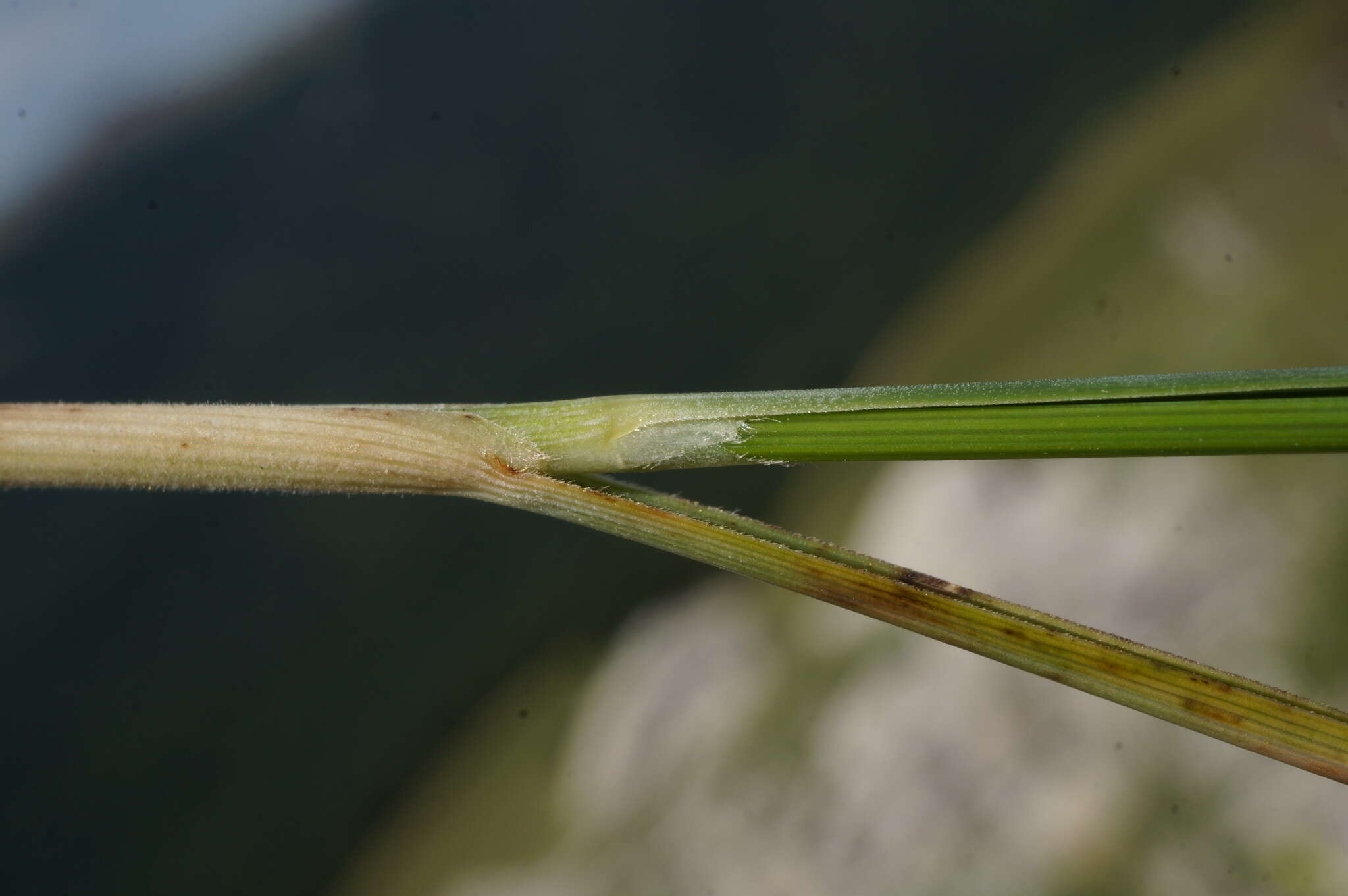 Image of Stipa pennata subsp. pennata