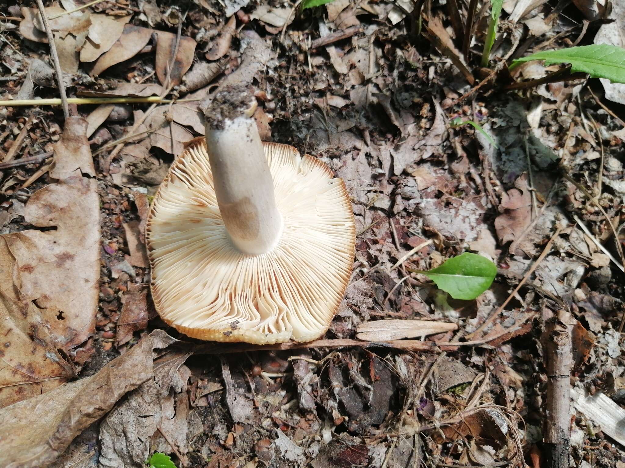 Image of Russula praetervisa Sarnari 1998