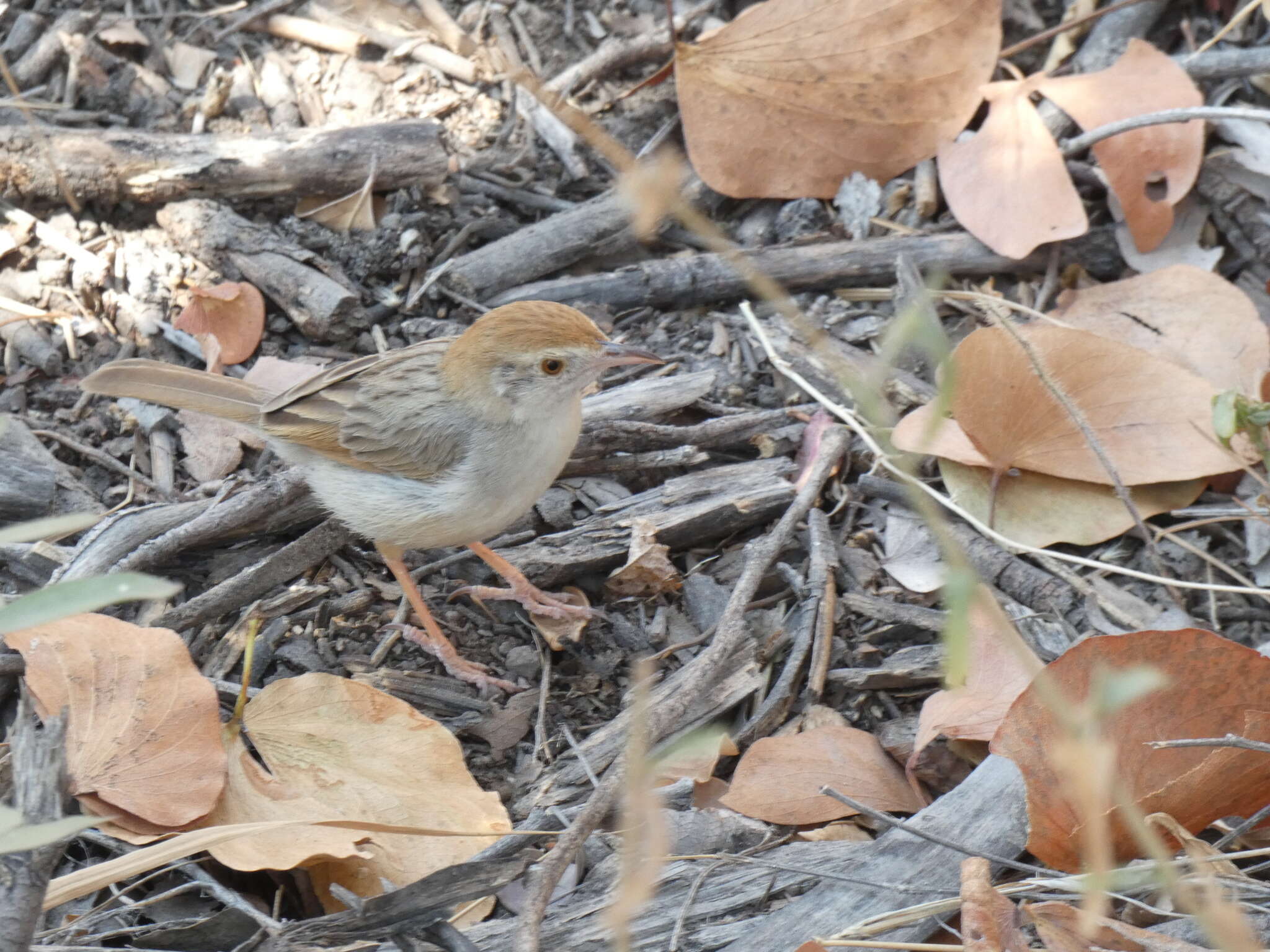 Cisticola chiniana smithersi Hall & BP 1956 resmi