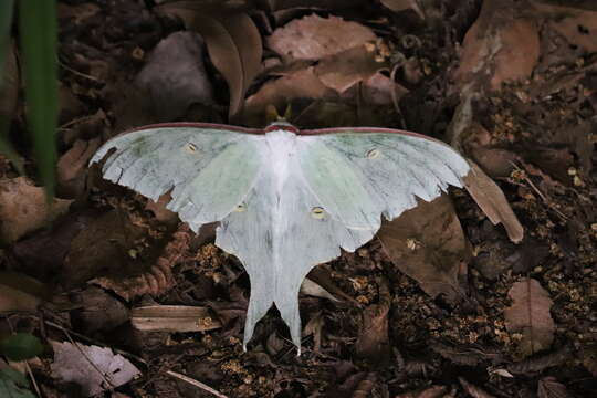 Imagem de Actias aliena (Butler 1879)