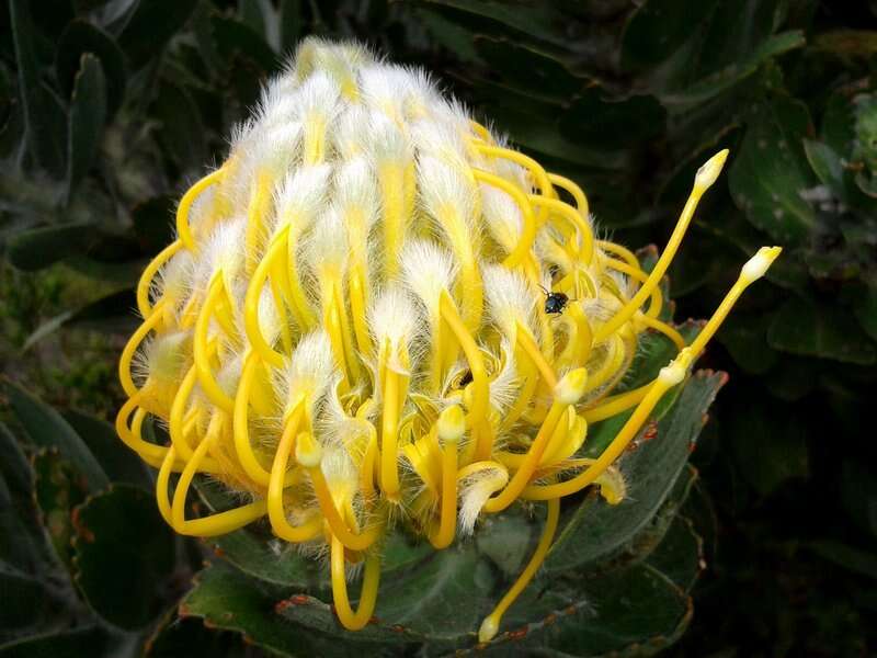 Image of Leucospermum conocarpodendron subsp. conocarpodendron