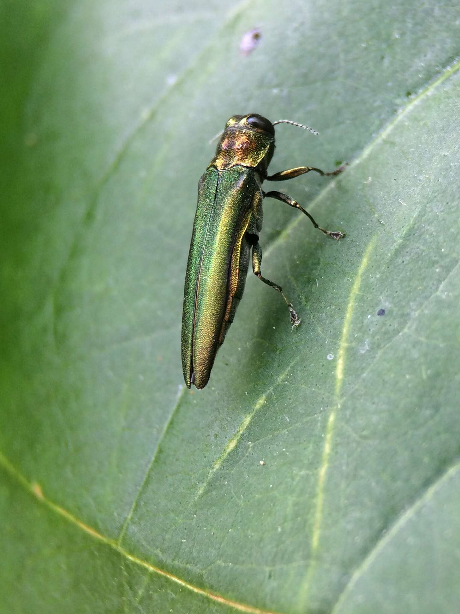 Image of Emerald ash borer