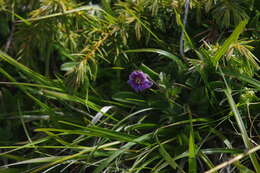 Image de Clematis tsugetorum Ohwi