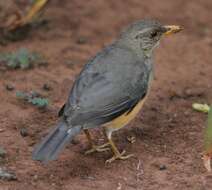 Image of African Thrush