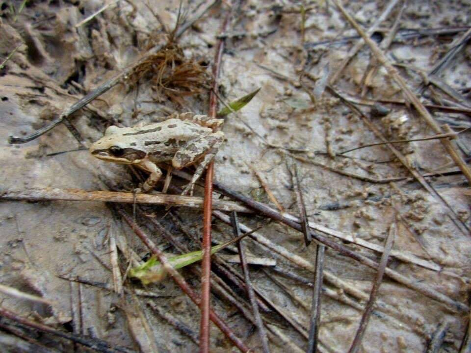 Image of Southern Chorus Frog