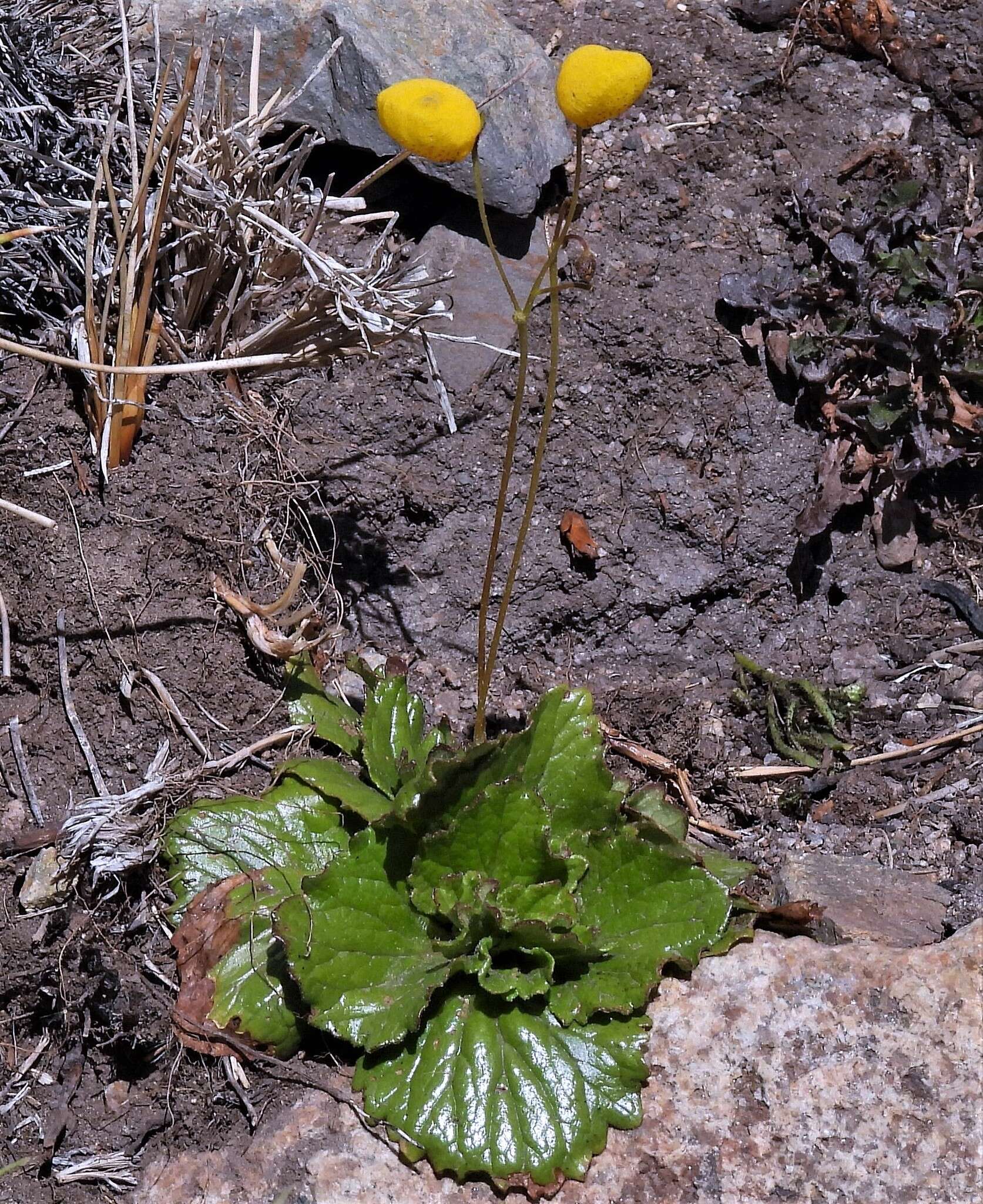 Image of Calceolaria filicaulis subsp. luxurians (Witasek) C. Ehrhart