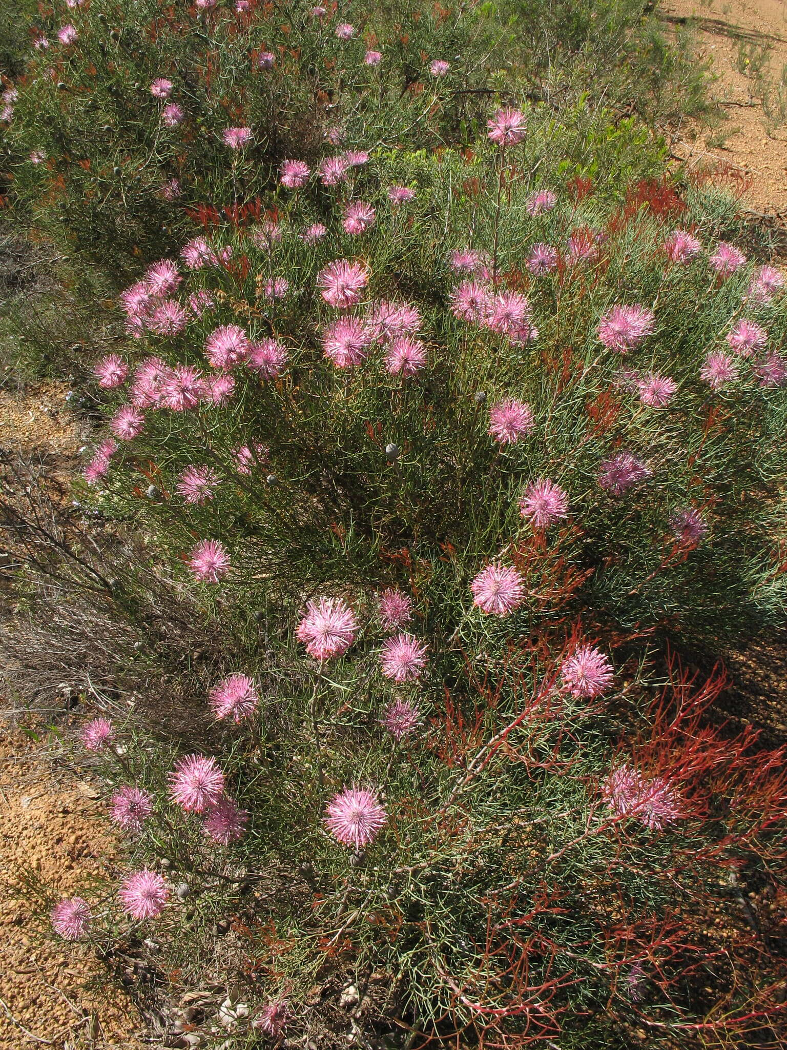 Image of Isopogon divergens R. Br.