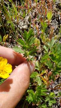 Image of Drummond's cinquefoil