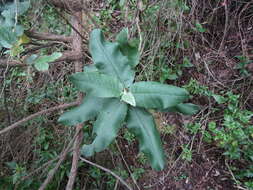 Plancia ëd Acrisione denticulata (Hook. & Arn.) B. Nord.