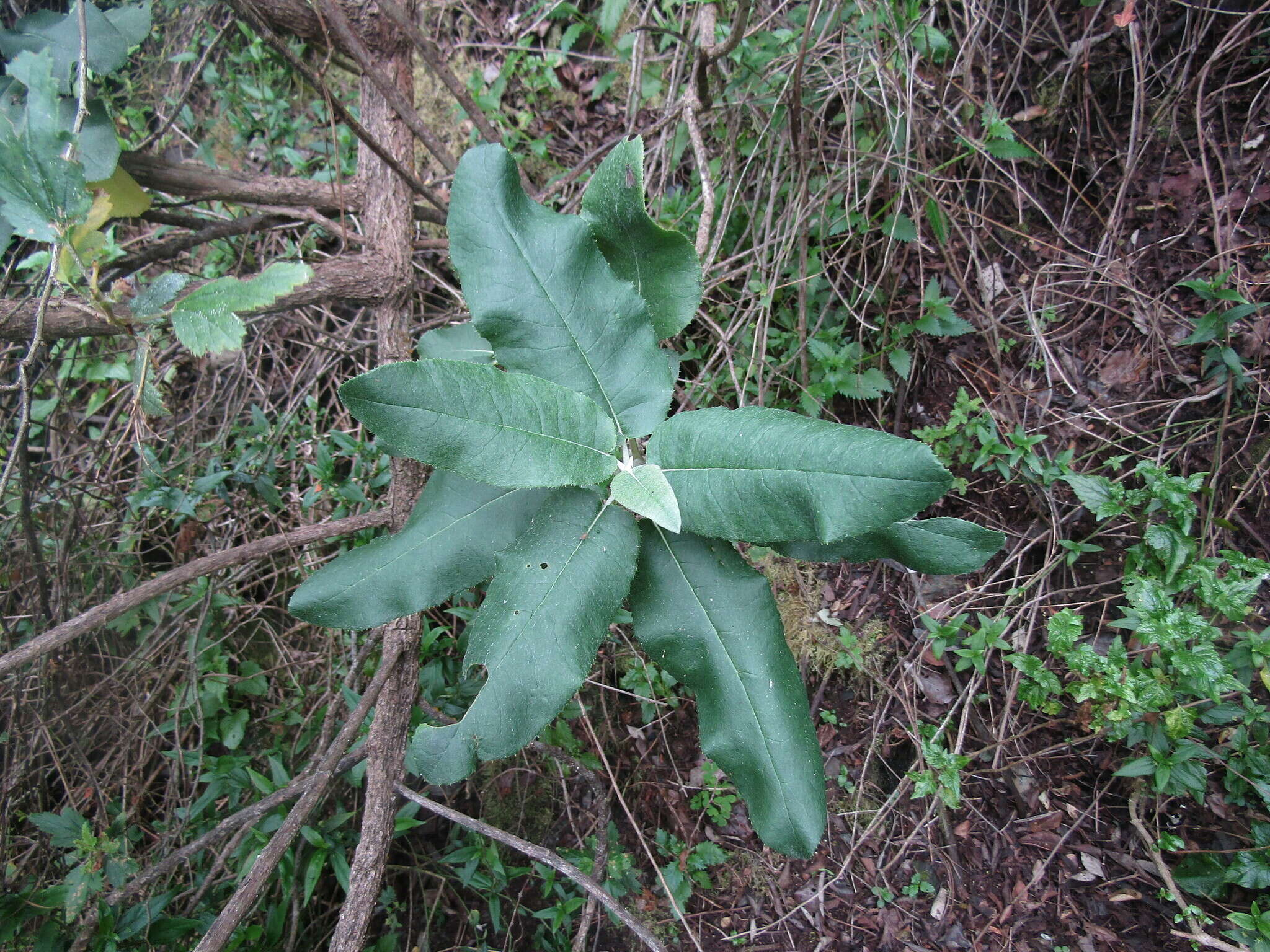 Image de Acrisione denticulata (Hook. & Arn.) B. Nord.