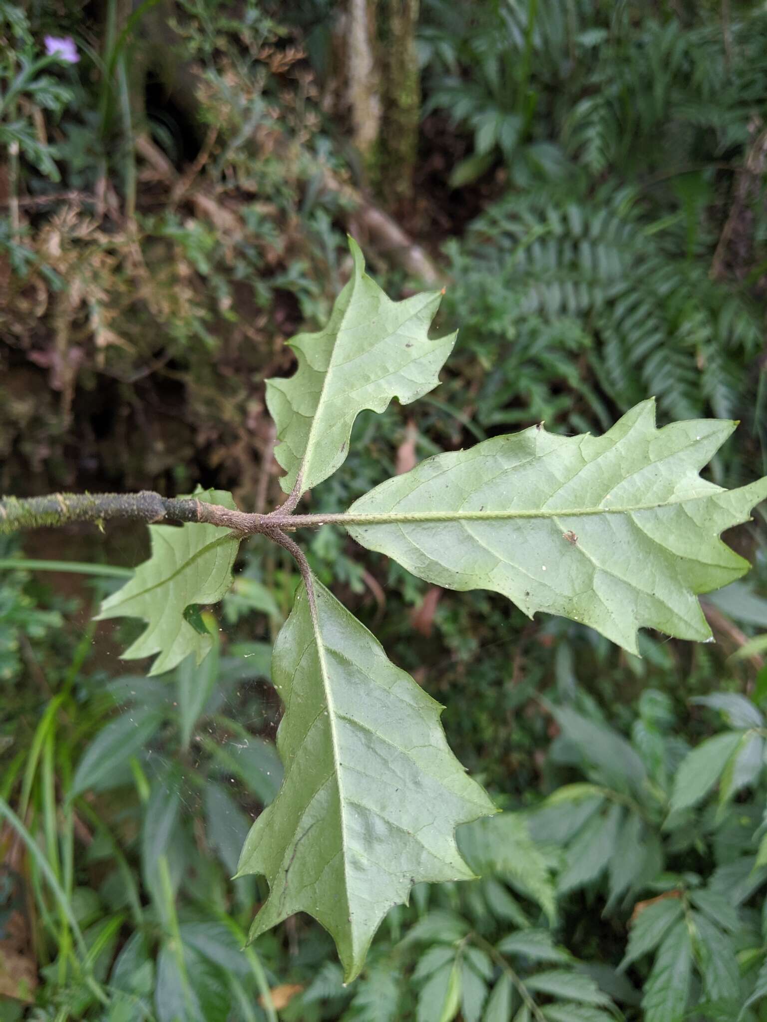 Image of Aucuba chinensis Benth.