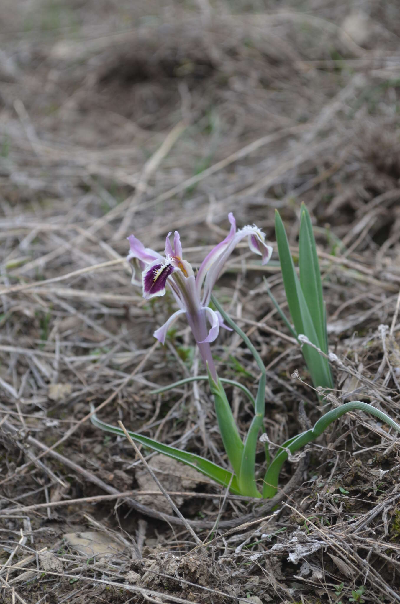 Слика од Iris narynensis O. Fedtsch.