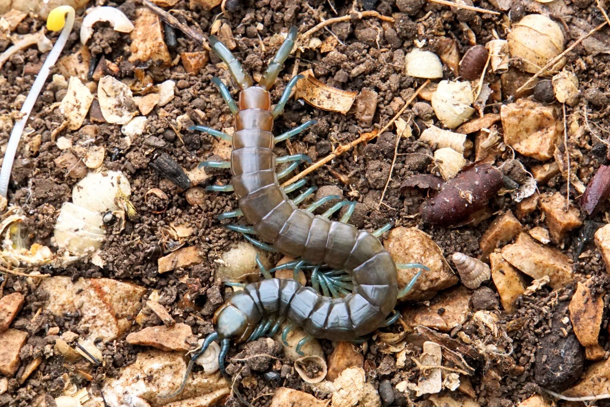 Imagem de Scolopendra dalmatica C. L. Koch 1847