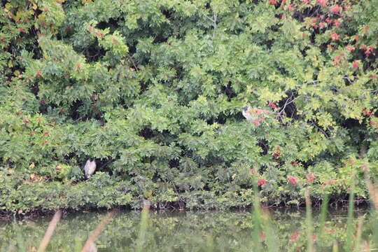 Image of Nycticorax nycticorax hoactli (Gmelin & JF 1789)