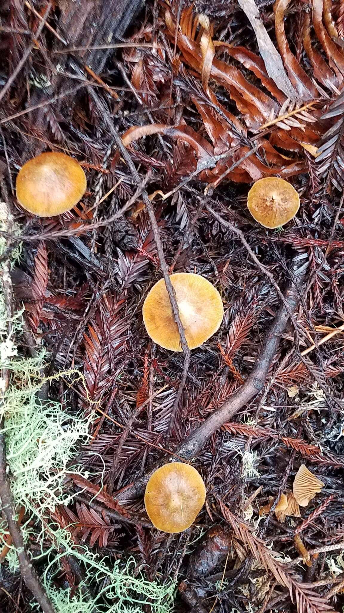 Image de Galerina badipes (Pers.) Kühner 1935