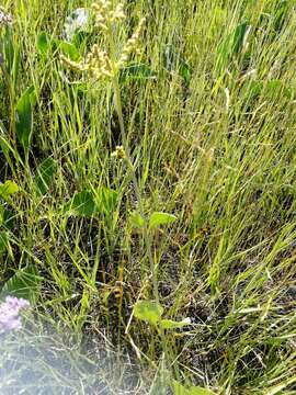 Image of Atriplex verrucifera Bieb.