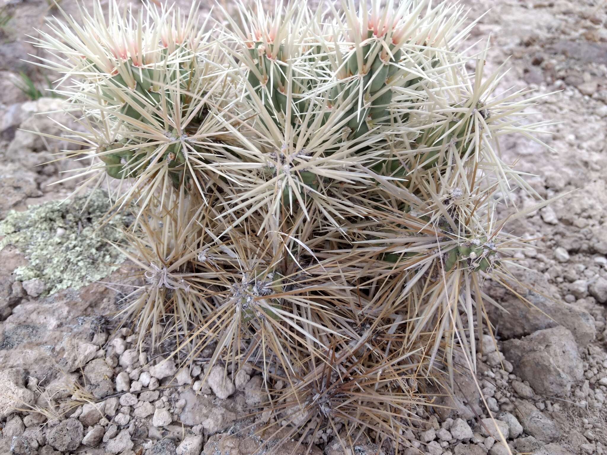 Image of thistle cholla