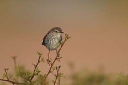 Image of Prinia maculosa psammophila Clancey 1963