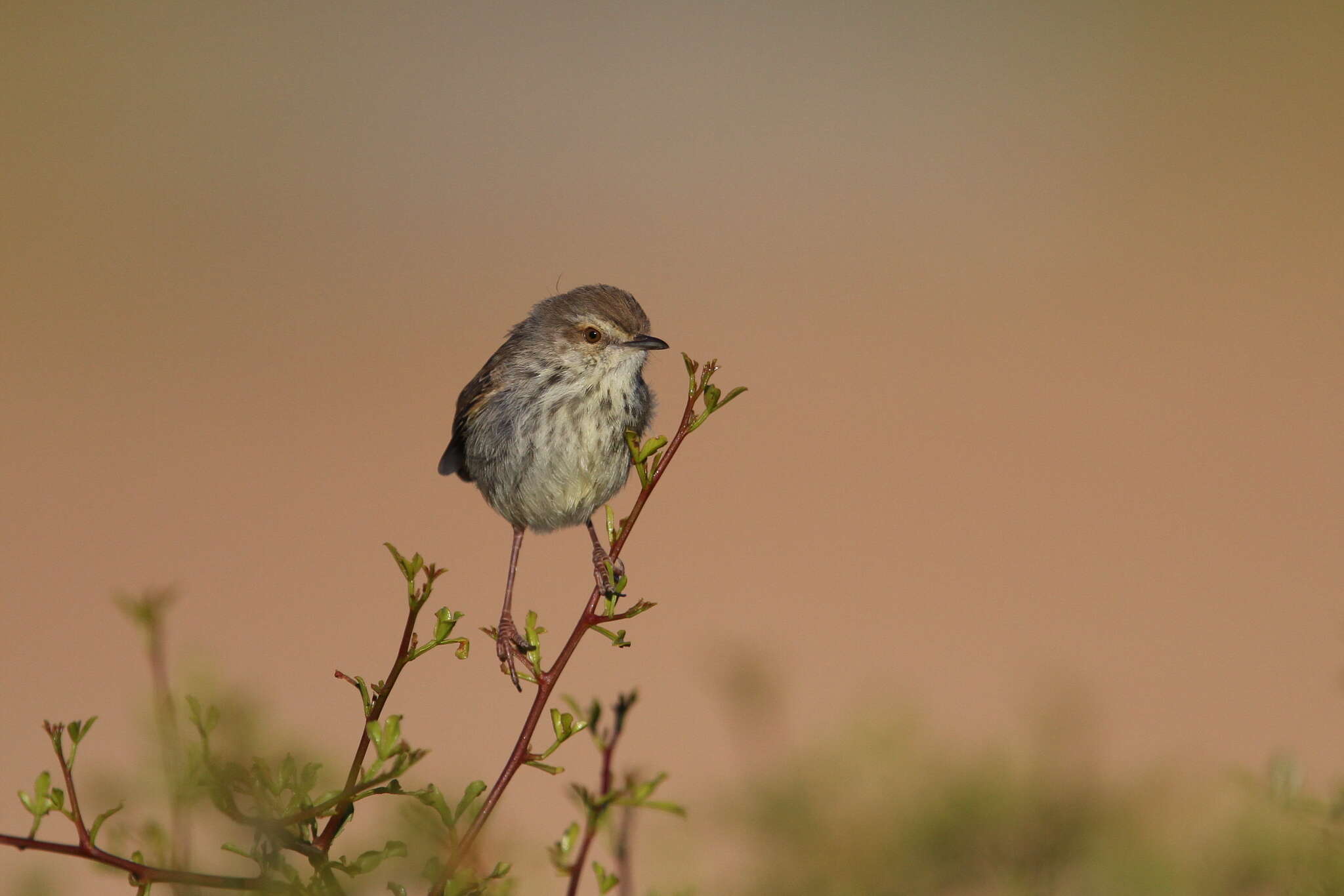 Image of Prinia maculosa psammophila Clancey 1963