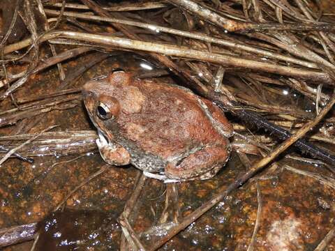 Image of Marbled Sand Frog