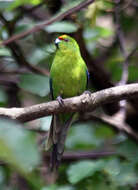 Image of Yellow-crowned Kakariki