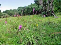 Image of Watsonia confusa Goldblatt