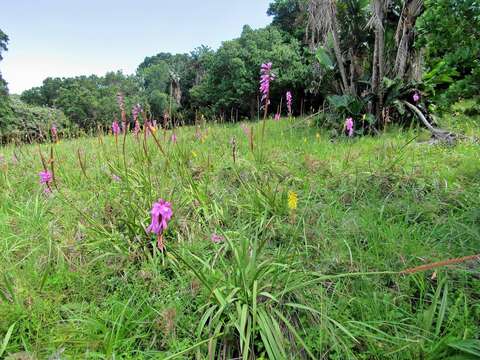 Imagem de Watsonia confusa Goldblatt