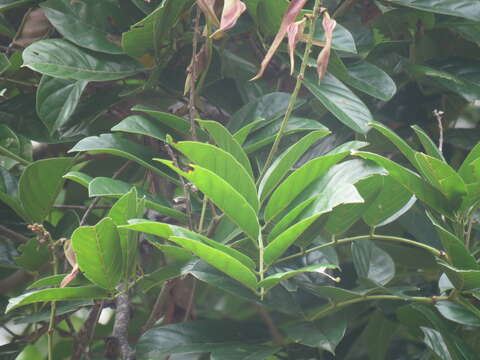 Image of Central American Squirrel Monkey